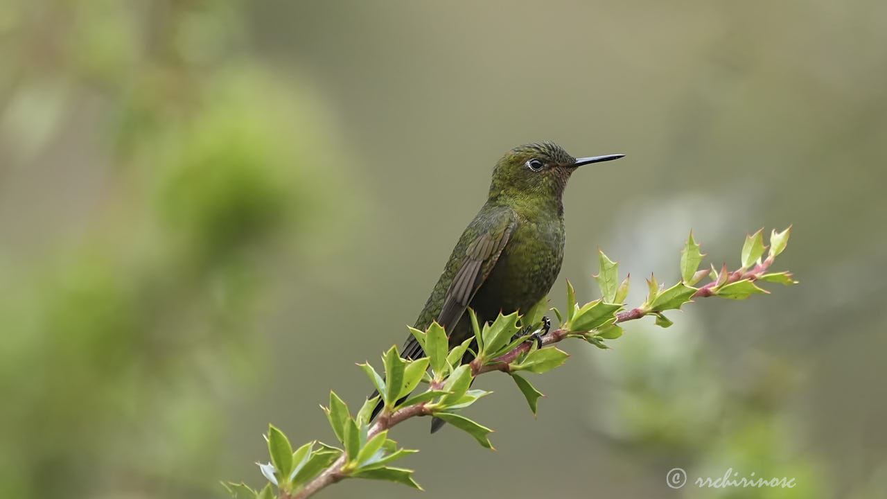 Fiery-throated metaltail