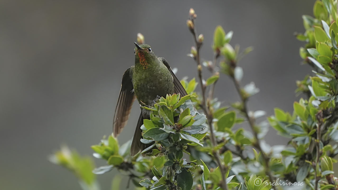 Fiery-throated metaltail