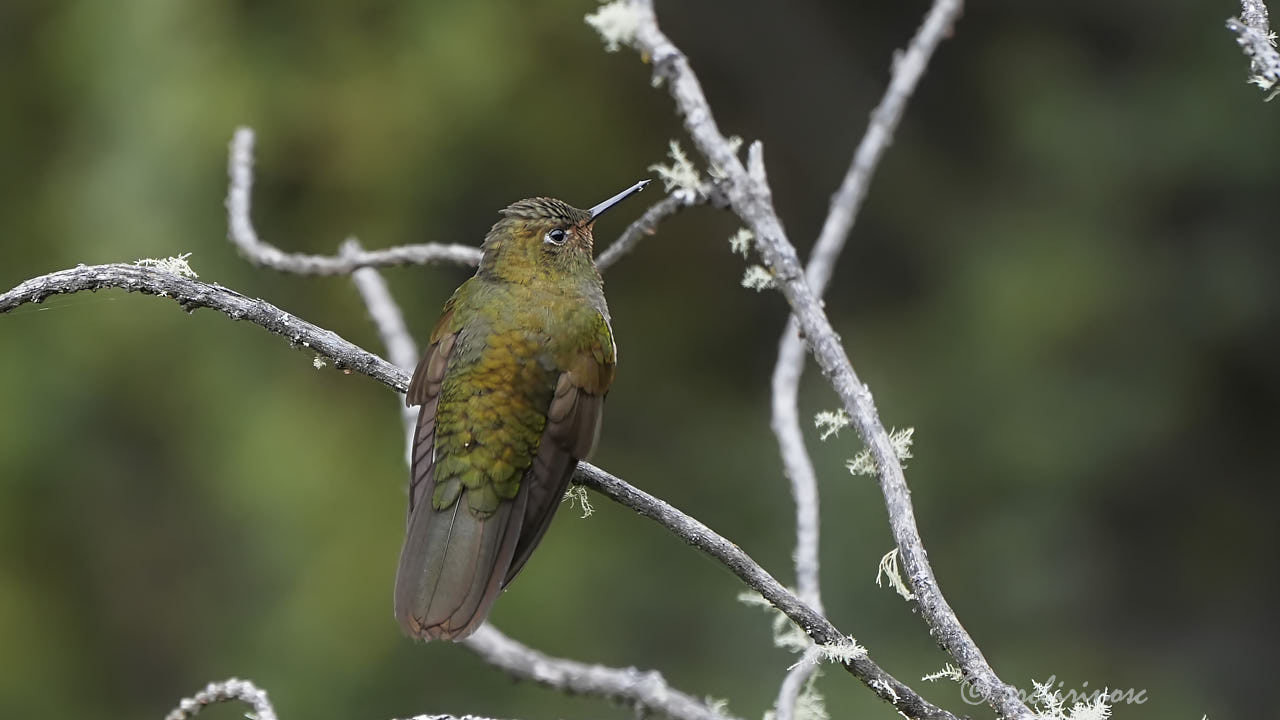 Fiery-throated metaltail