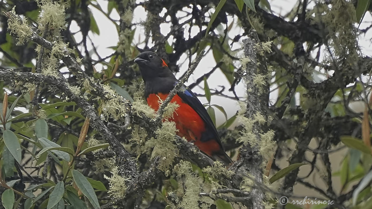 Scarlet-bellied mountain tanager