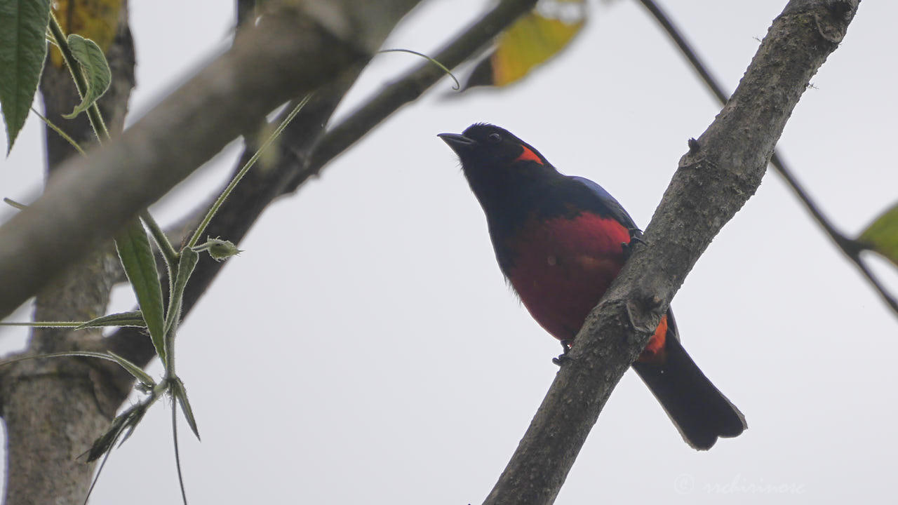 Scarlet-bellied mountain tanager