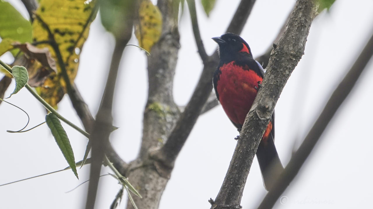 Scarlet-bellied mountain tanager