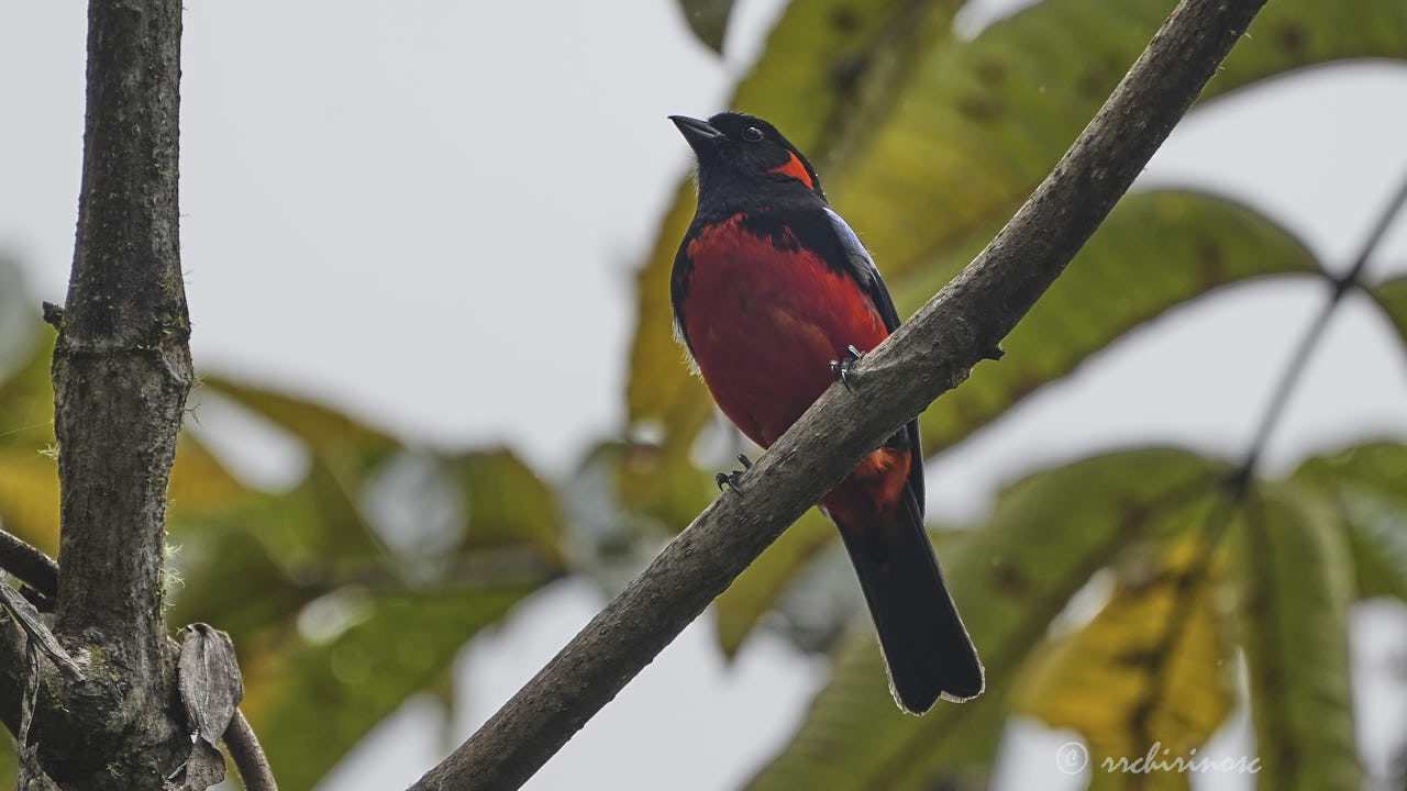 Scarlet-bellied mountain tanager