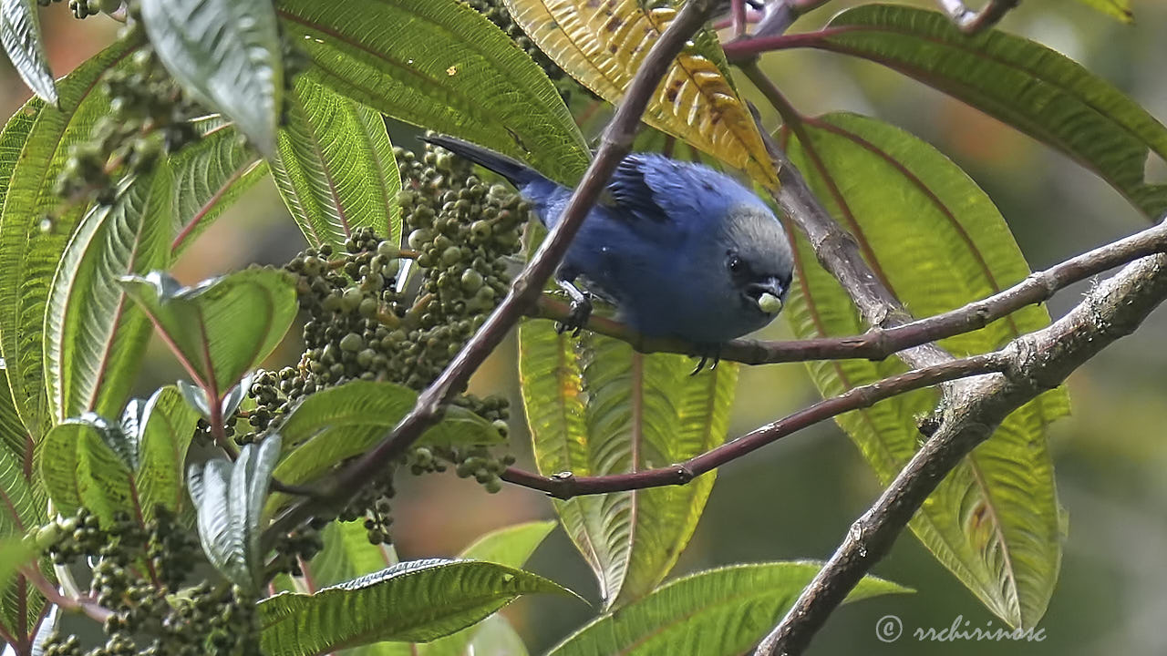Blue-and-black tanager