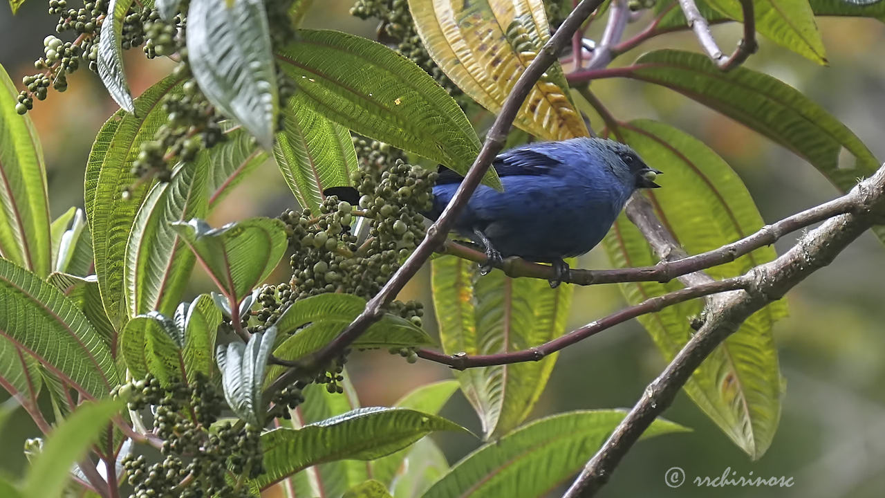 Blue-and-black tanager