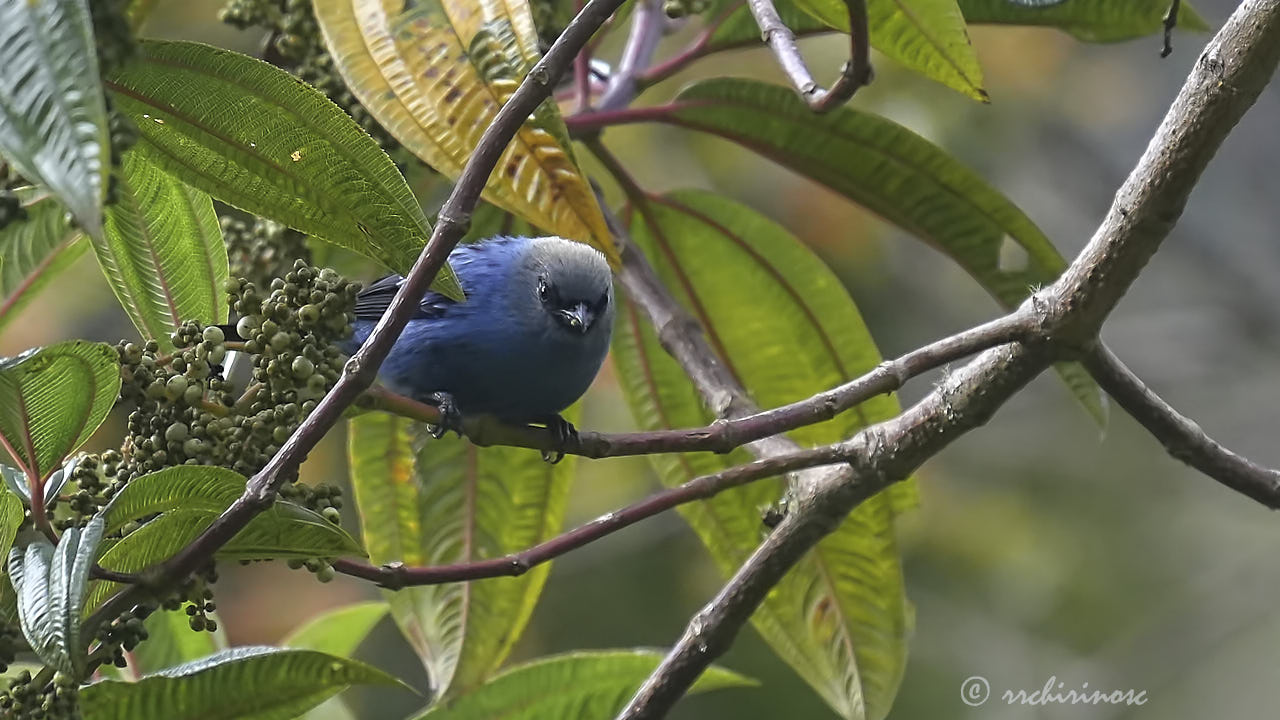 Blue-and-black tanager