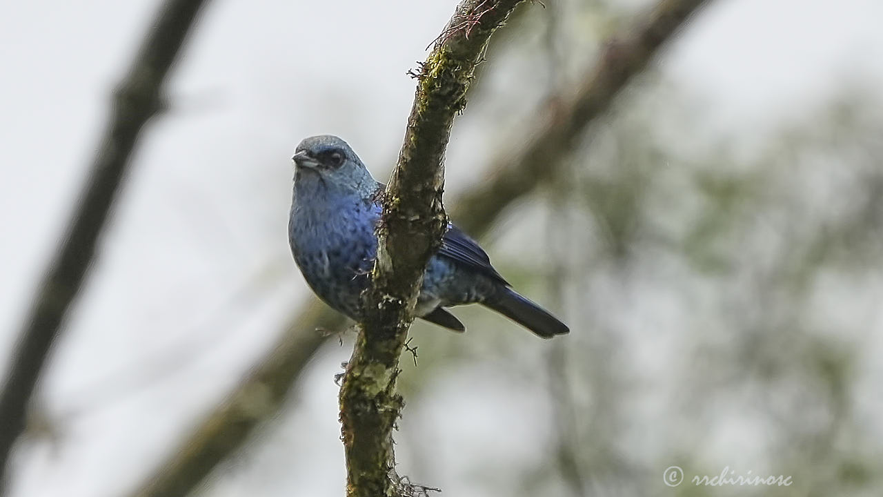 Blue-and-black tanager