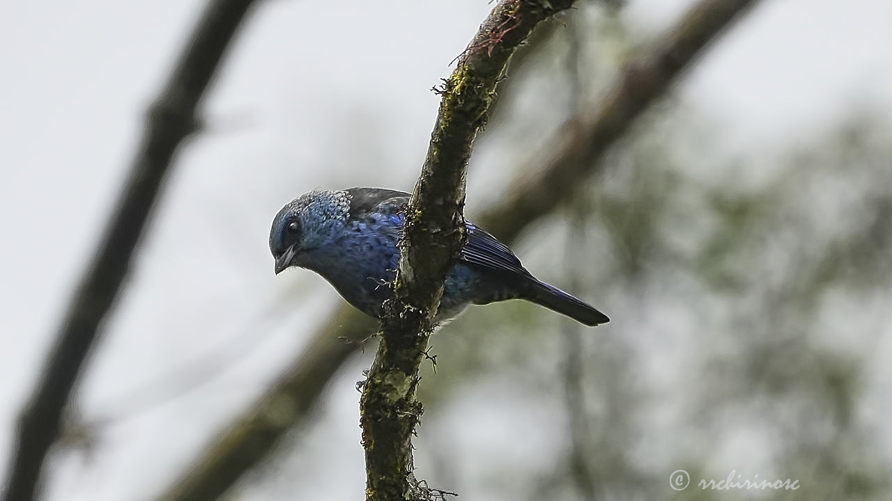 Blue-and-black tanager