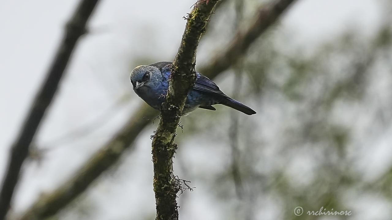 Blue-and-black tanager