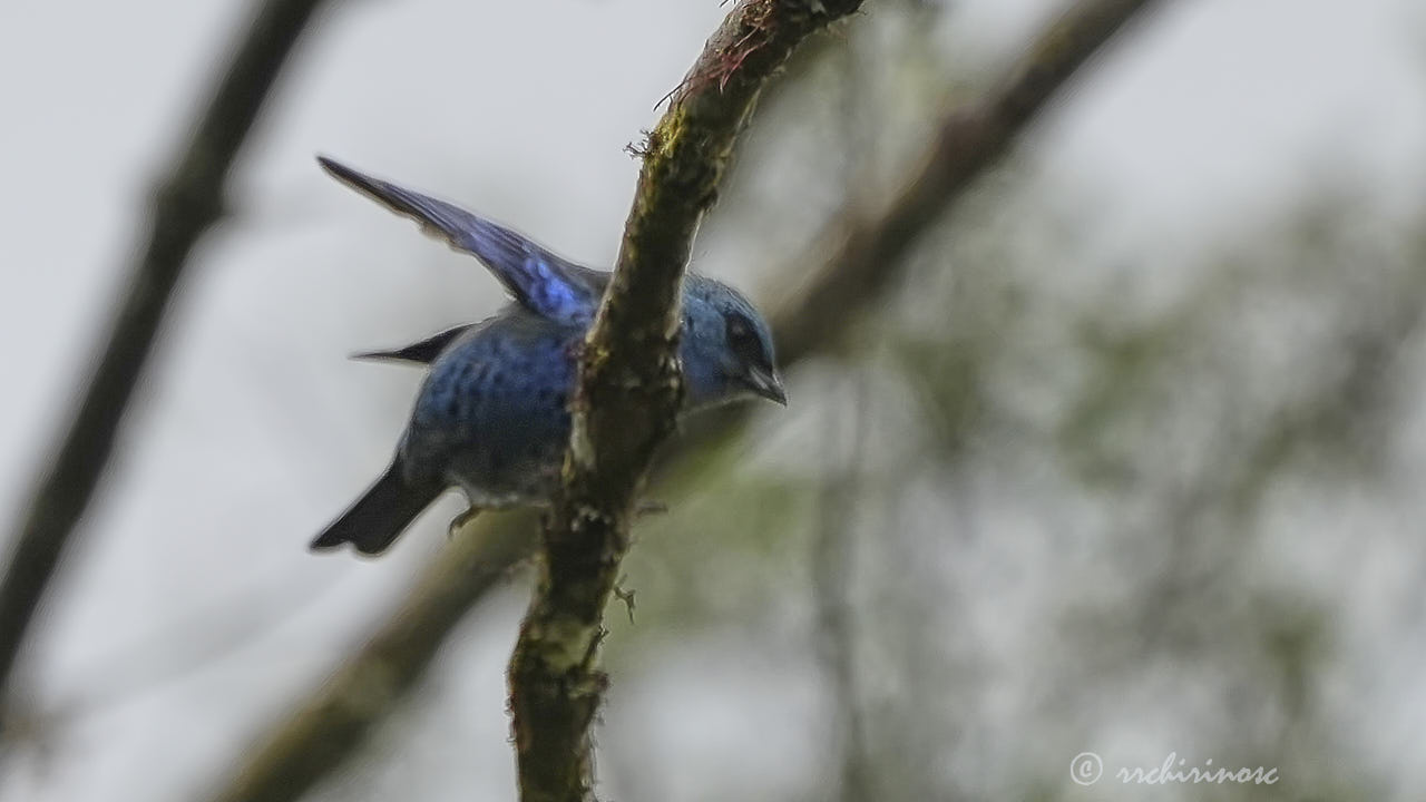 Blue-and-black tanager