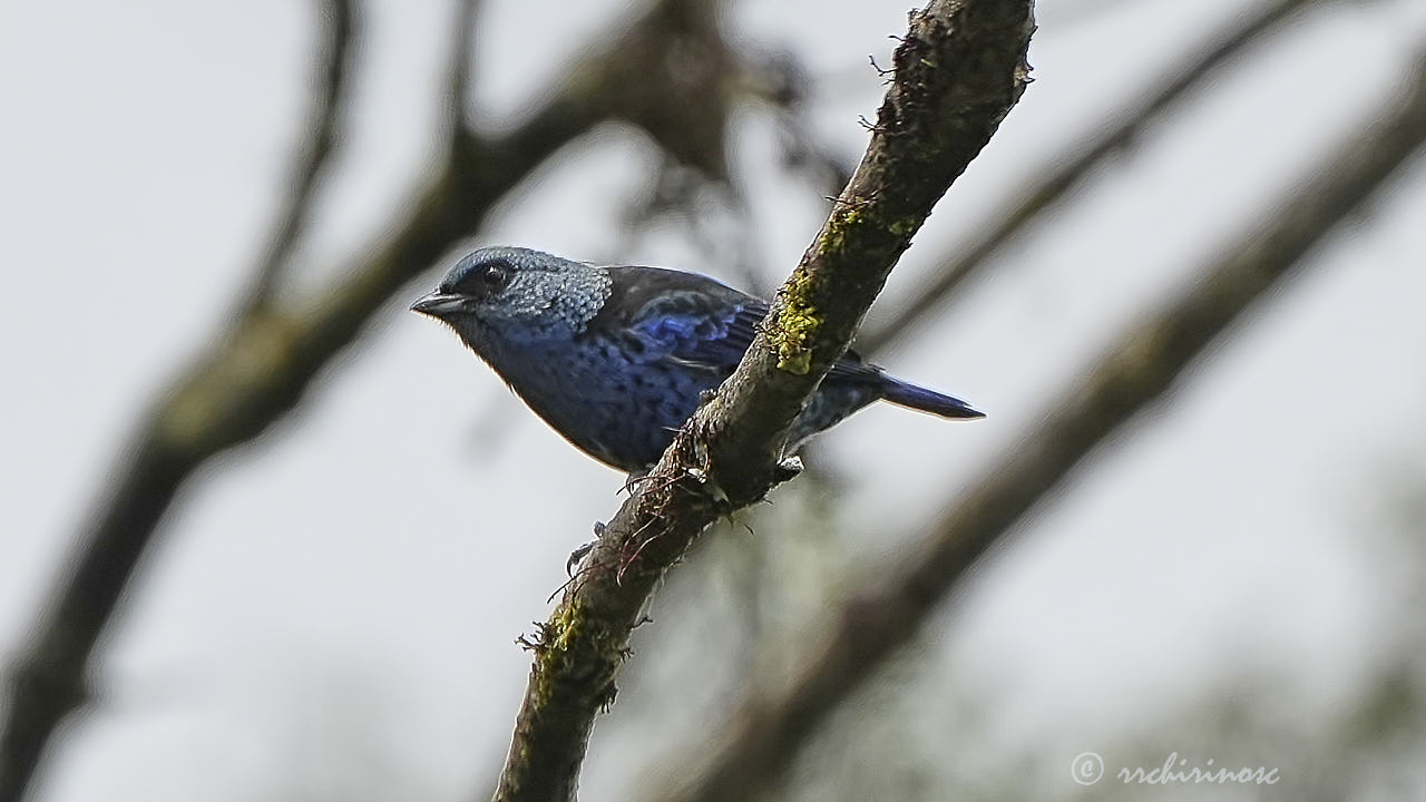 Blue-and-black tanager