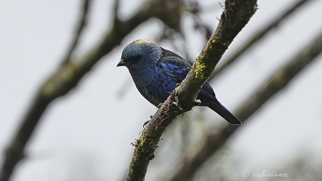 Blue-and-black tanager