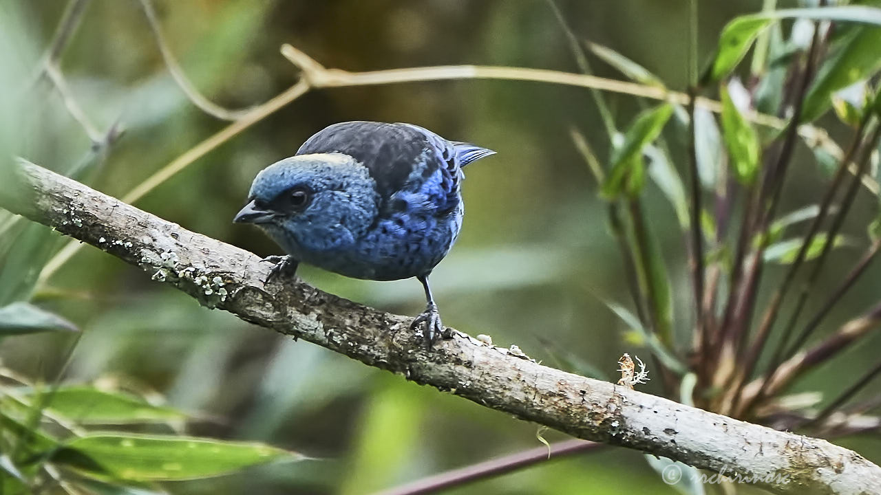 Blue-and-black tanager