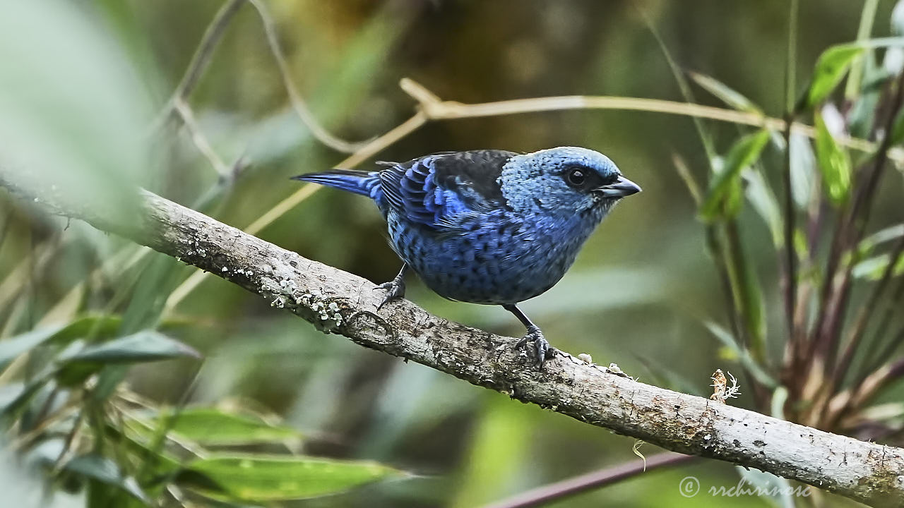 Blue-and-black tanager