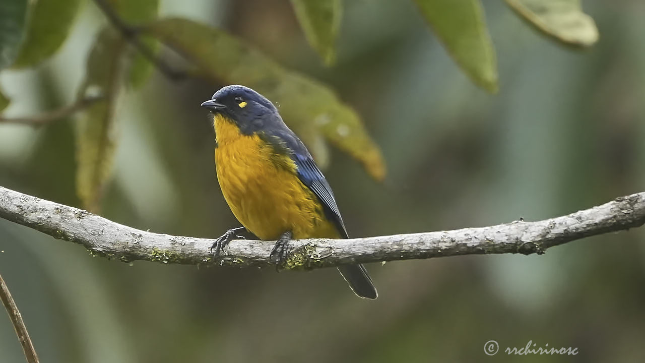 Lacrimose mountain tanager
