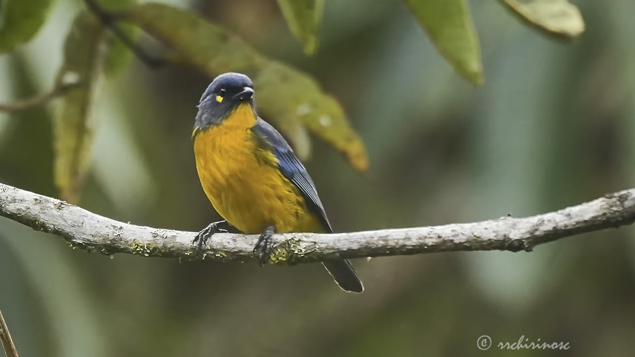 Lacrimose mountain tanager