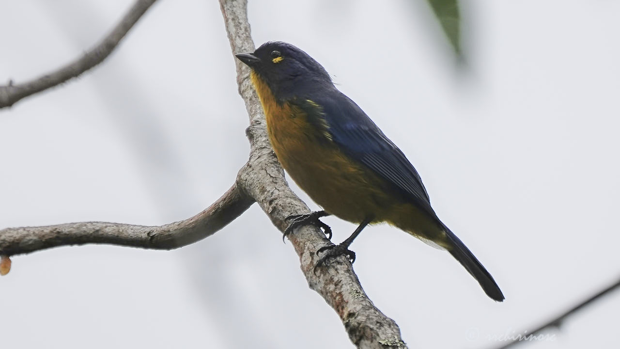 Lacrimose mountain tanager