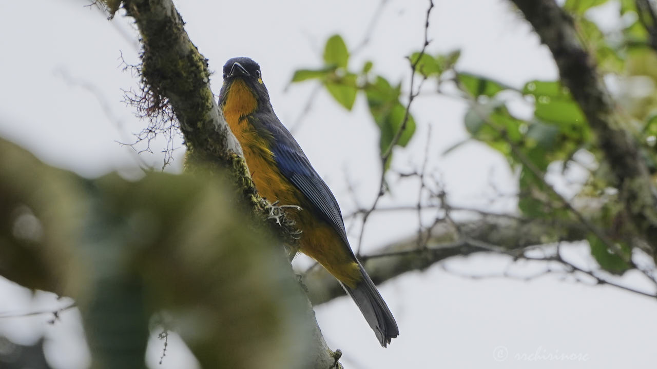 Lacrimose mountain tanager