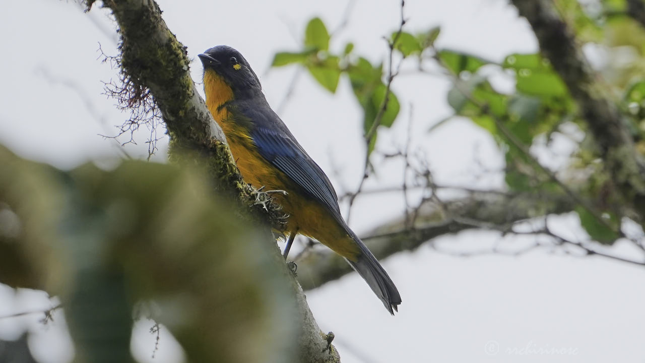 Lacrimose mountain tanager