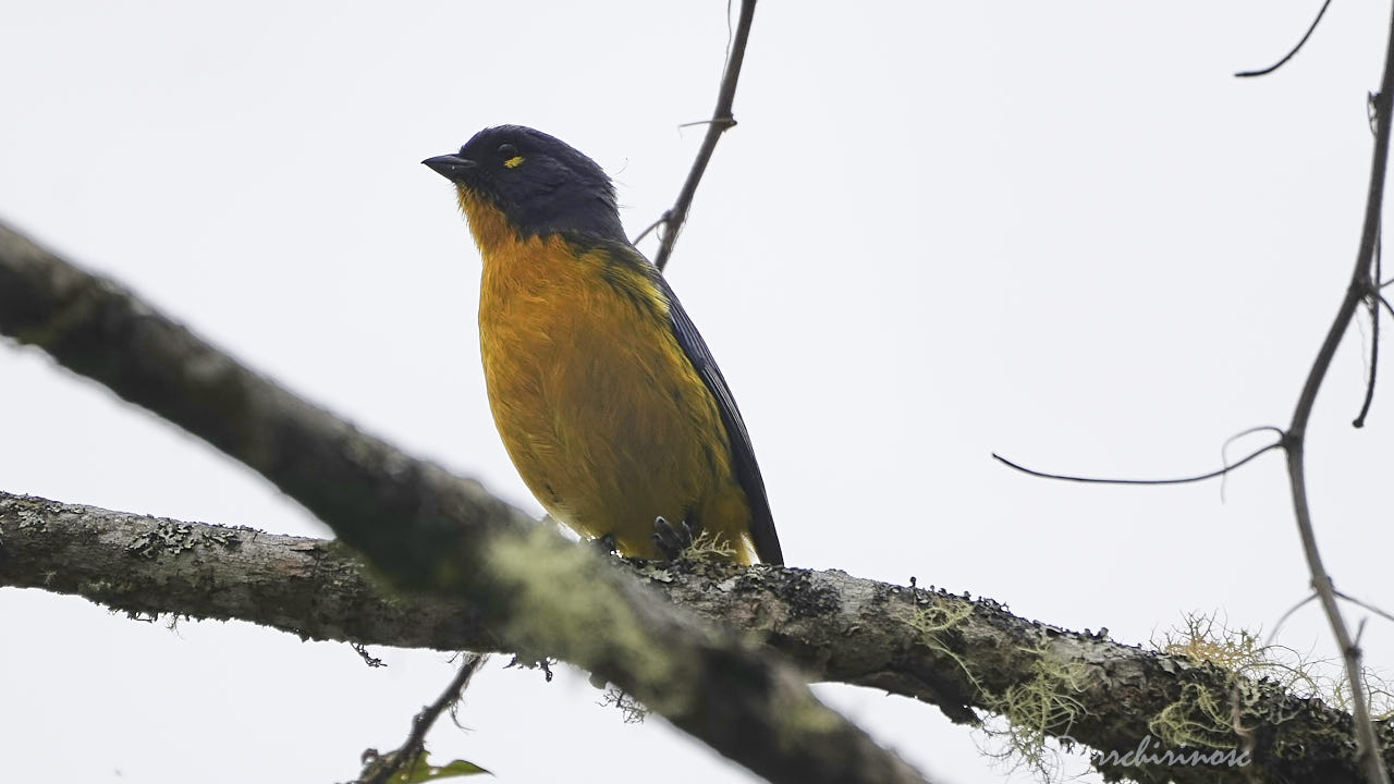 Lacrimose mountain tanager