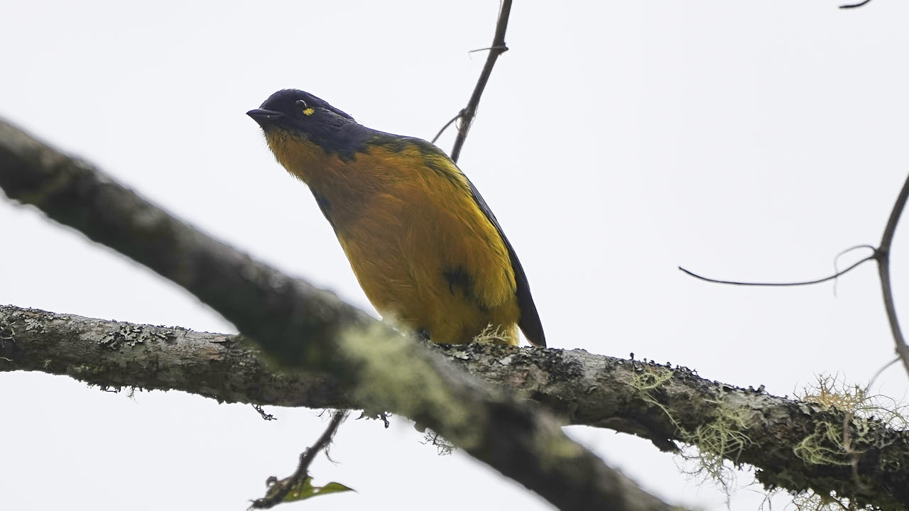 Lacrimose mountain tanager