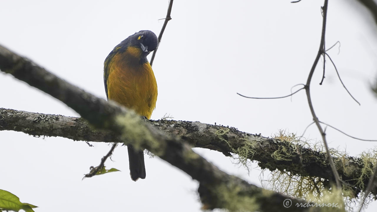 Lacrimose mountain tanager