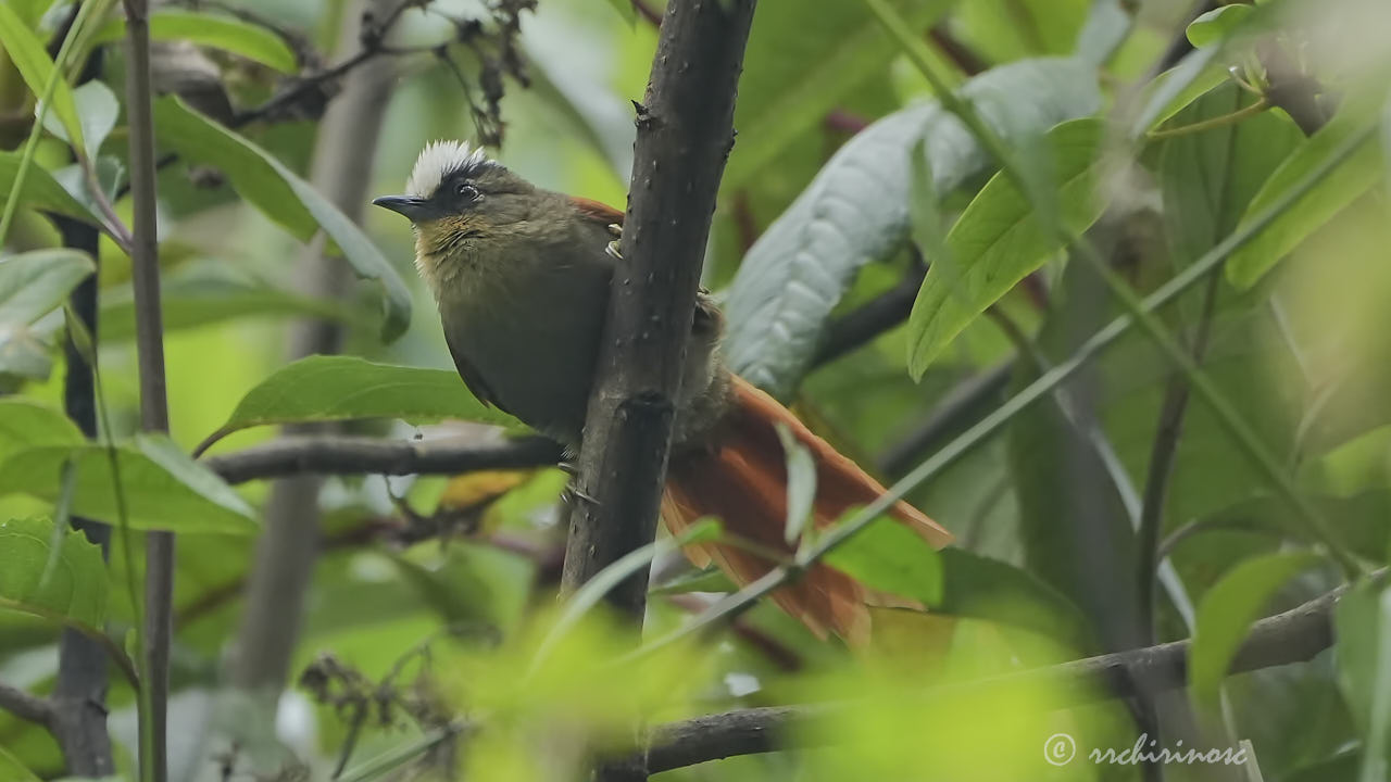 Marcapata spinetail