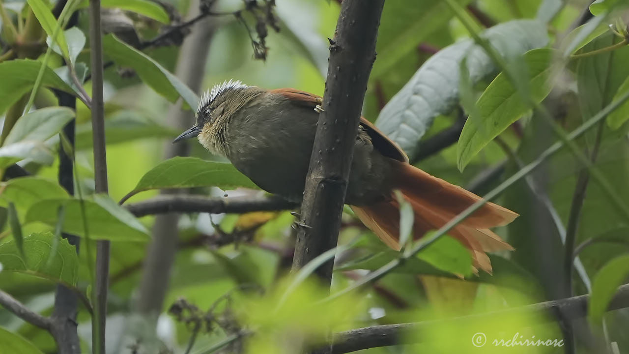 Marcapata spinetail