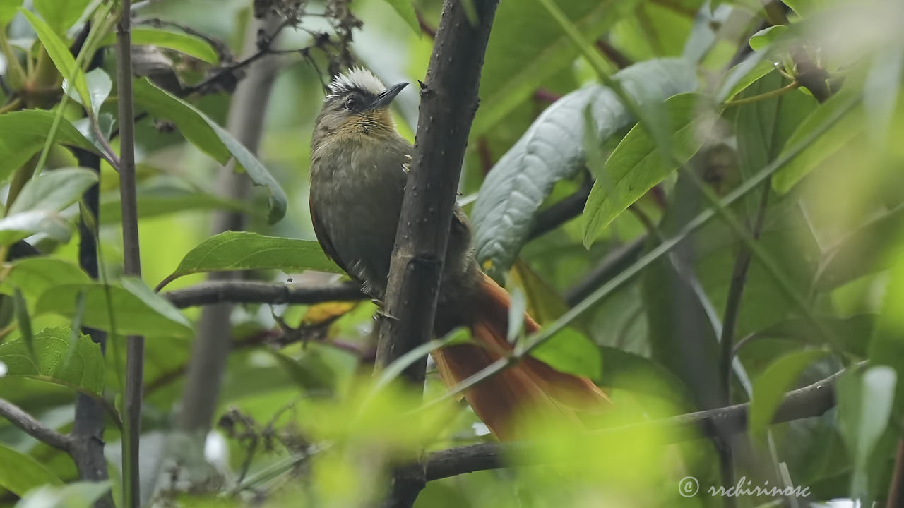 Marcapata spinetail