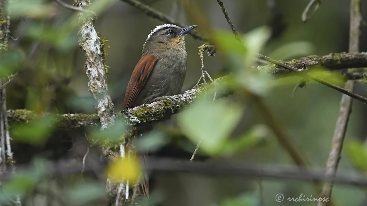 Marcapata spinetail
