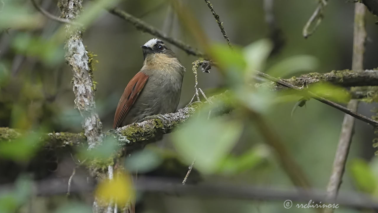 Marcapata spinetail