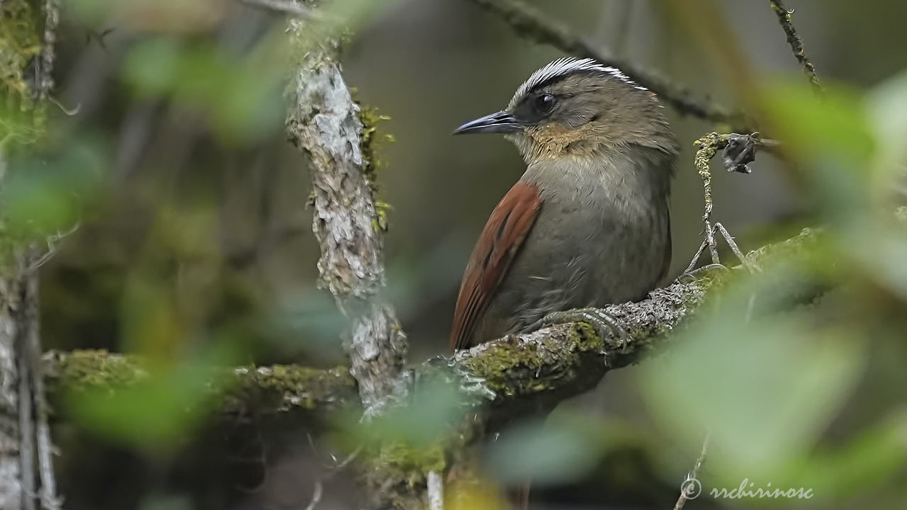 Marcapata spinetail