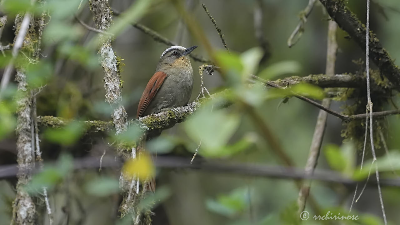 Marcapata spinetail