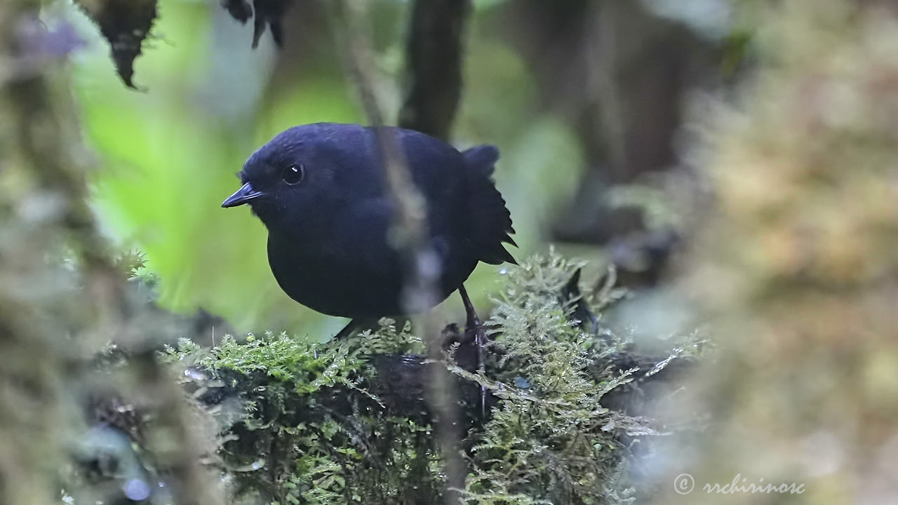 Junin tapaculo