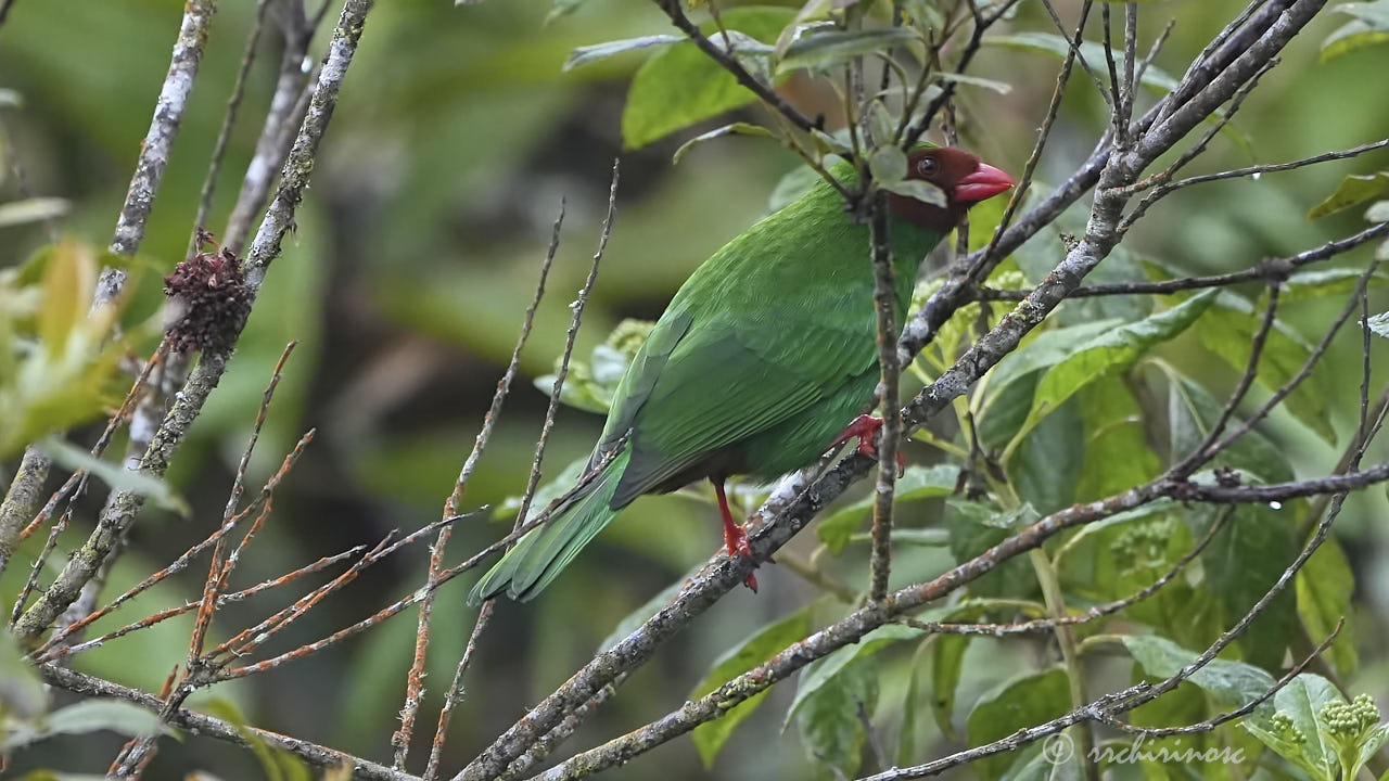 Grass-green tanager