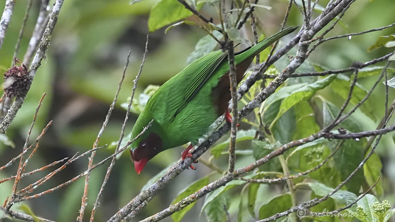 Grass-green tanager