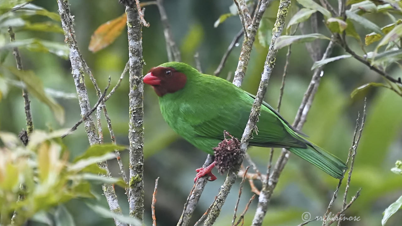 Grass-green tanager