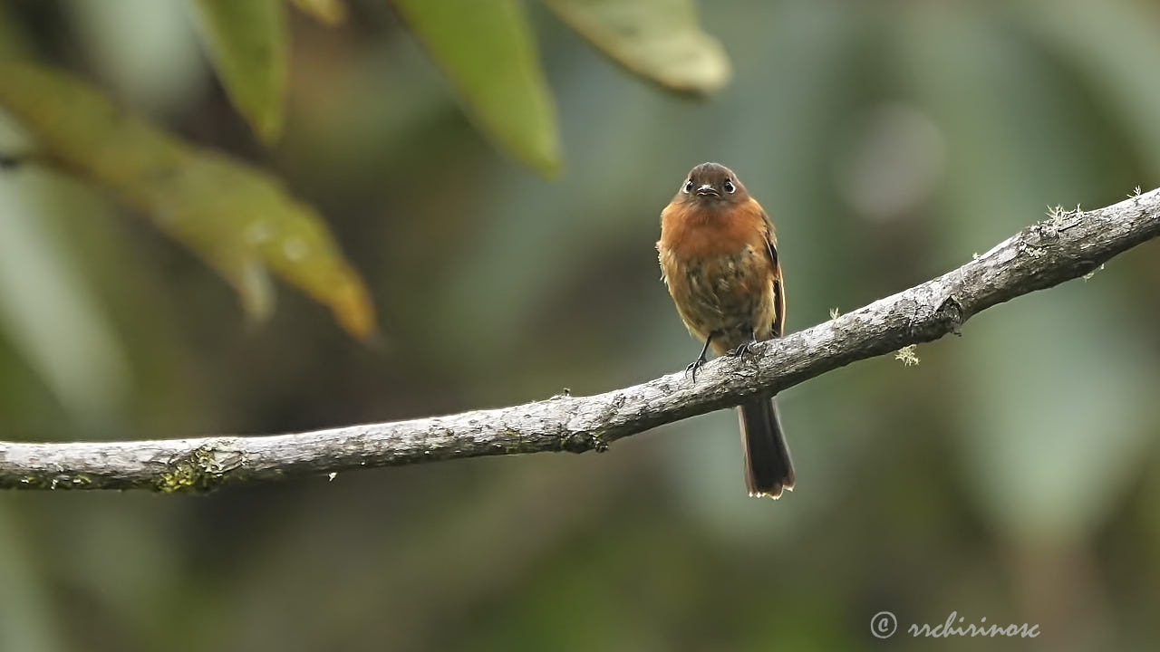 Cinnamon flycatcher