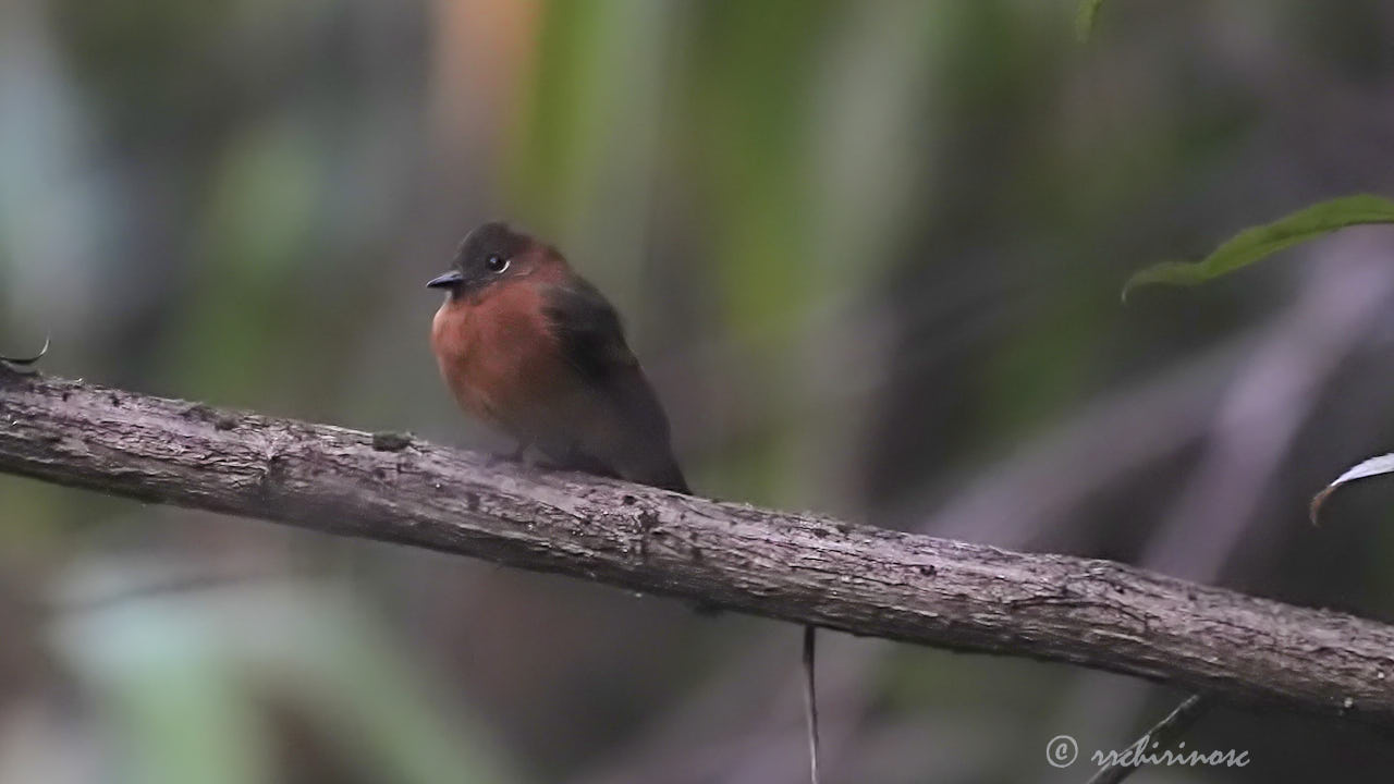 Cinnamon flycatcher