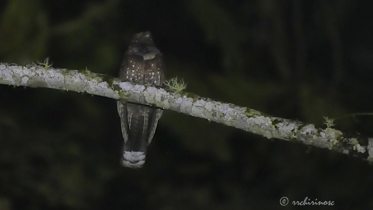 Ocellated poorwill