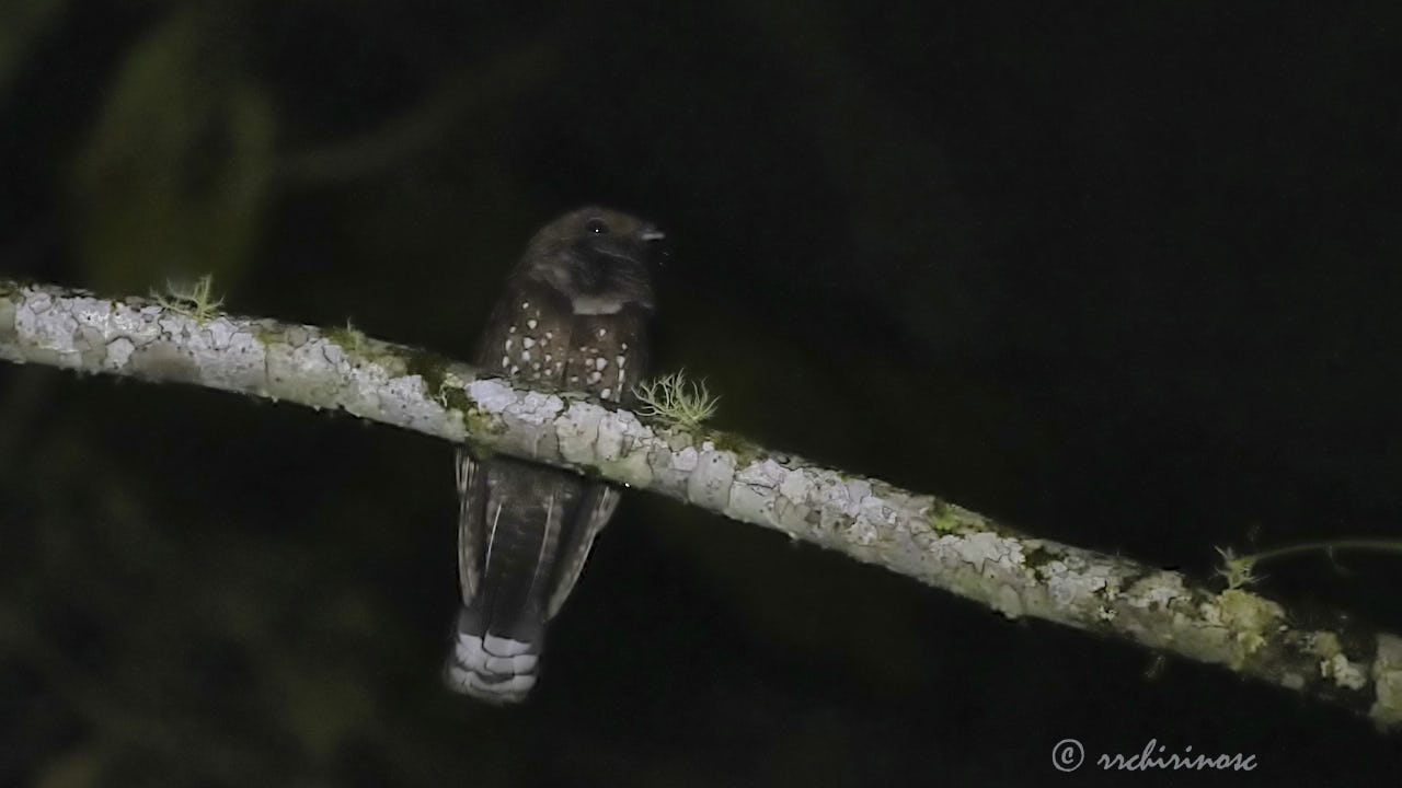 Ocellated poorwill