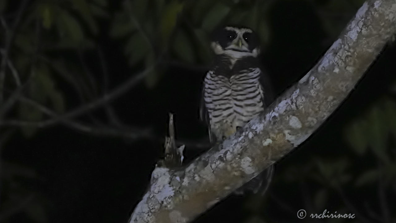 Band-bellied owl