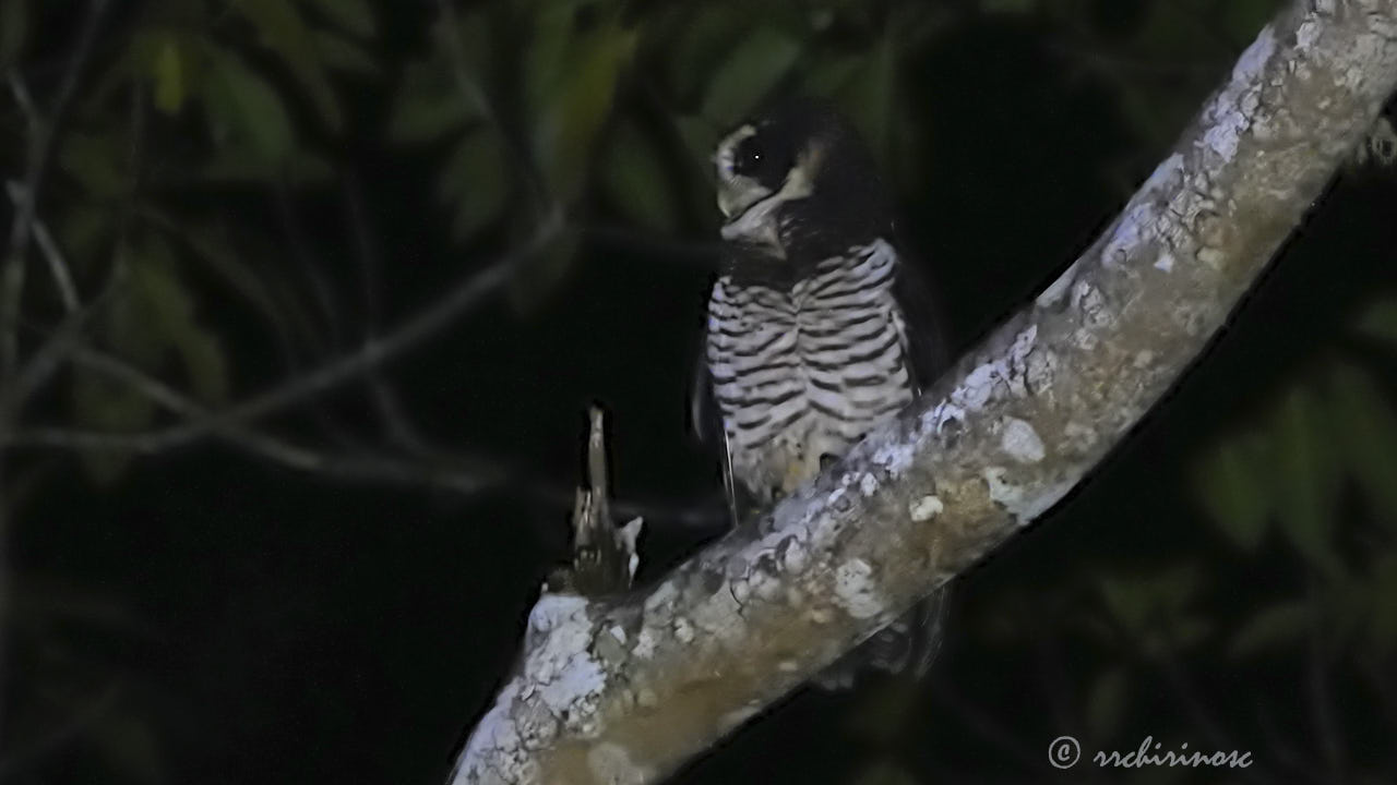 Band-bellied owl