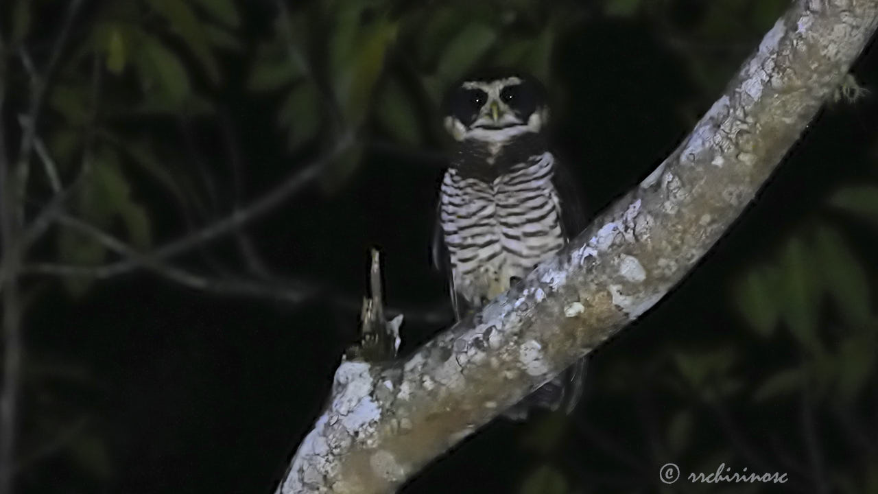 Band-bellied owl