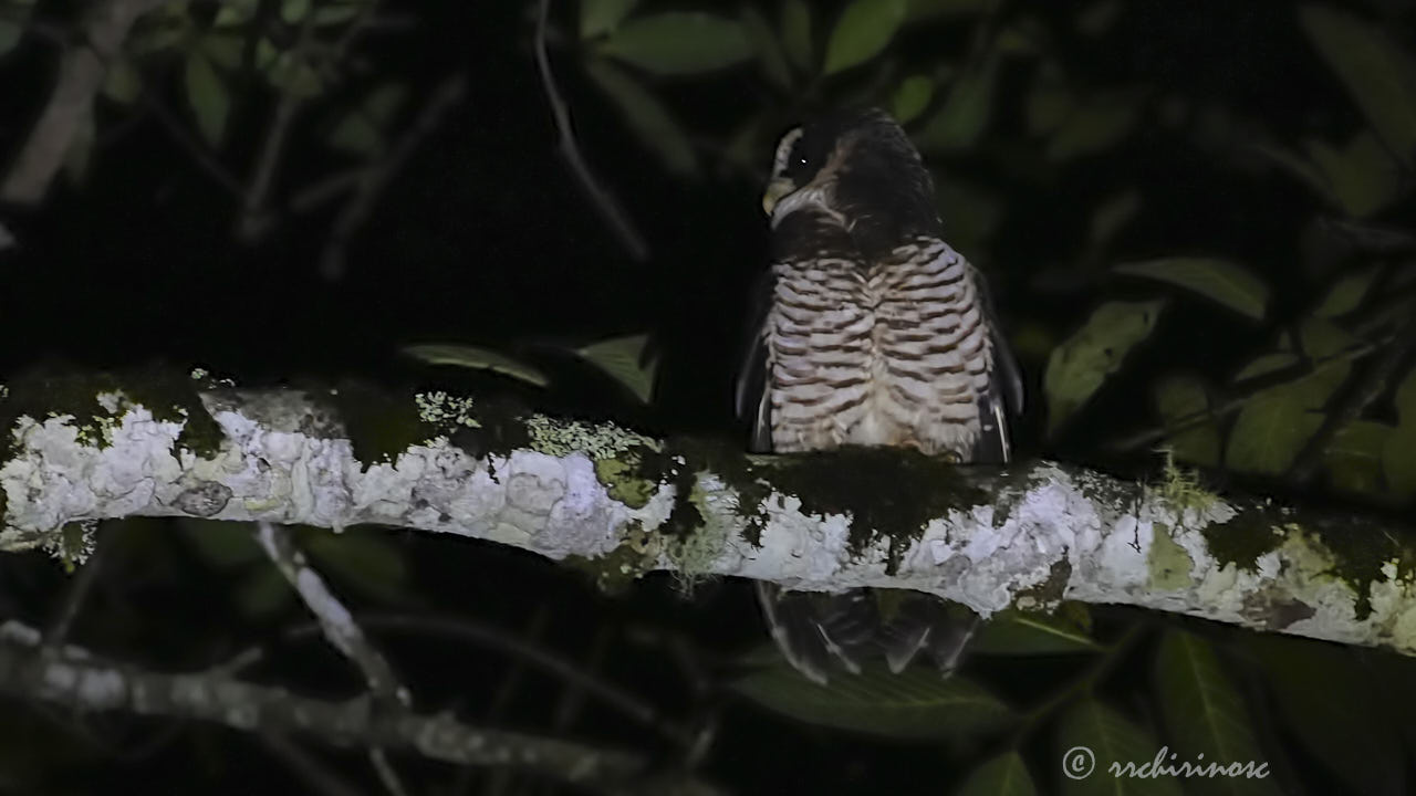 Band-bellied owl