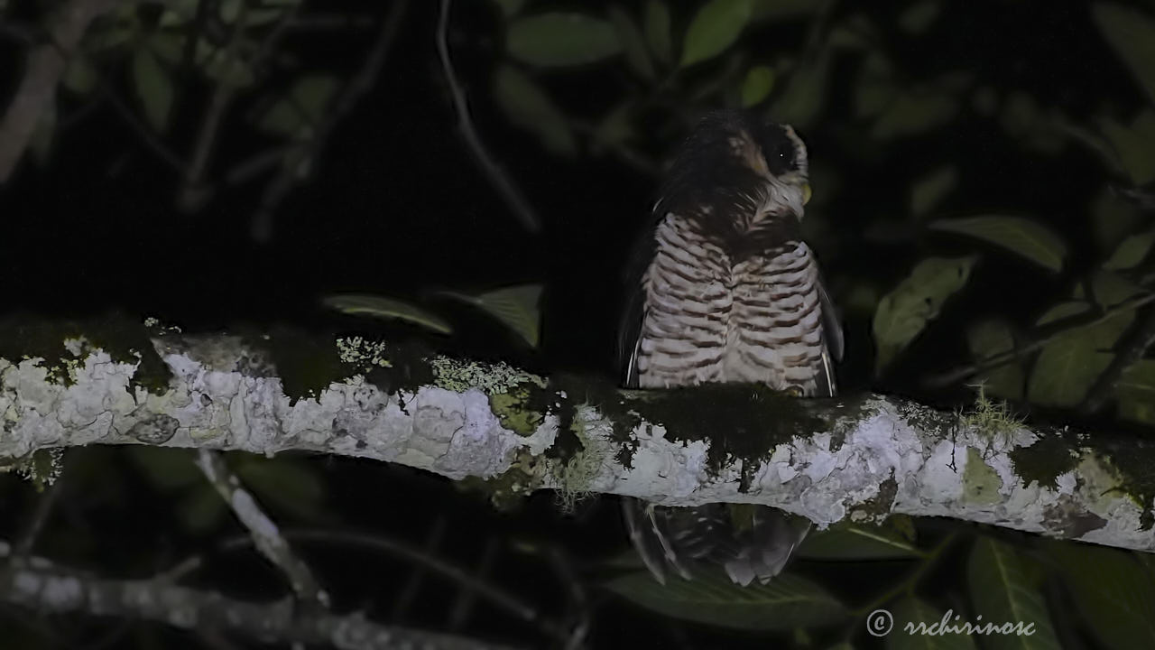 Band-bellied owl