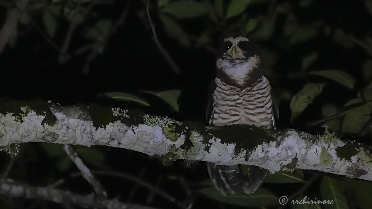 Band-bellied owl