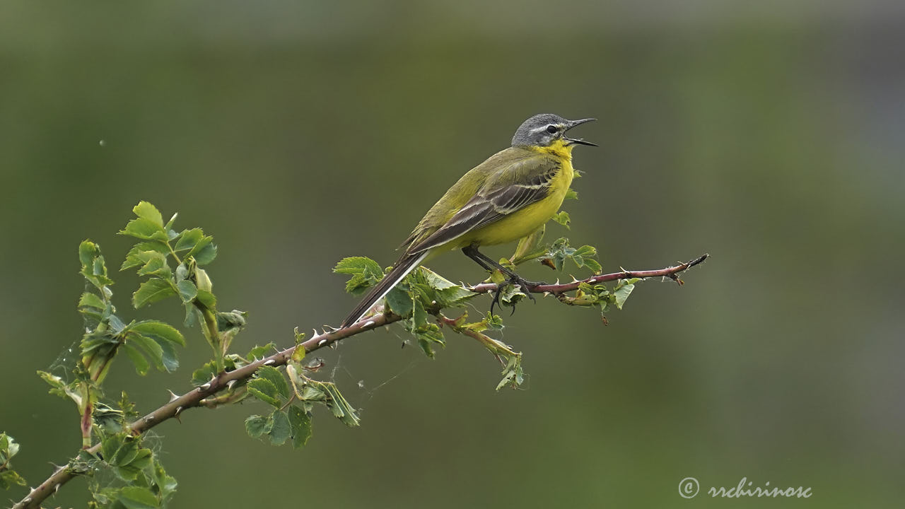 Western yellow wagtail