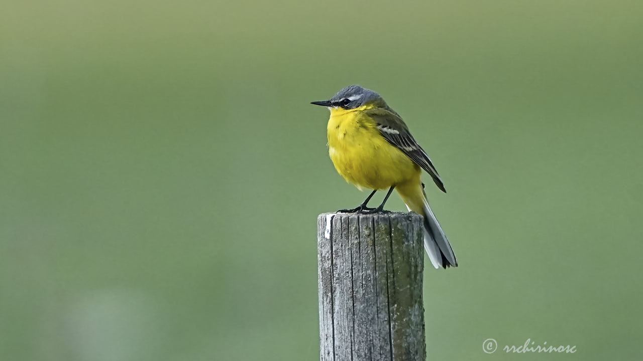 Western yellow wagtail