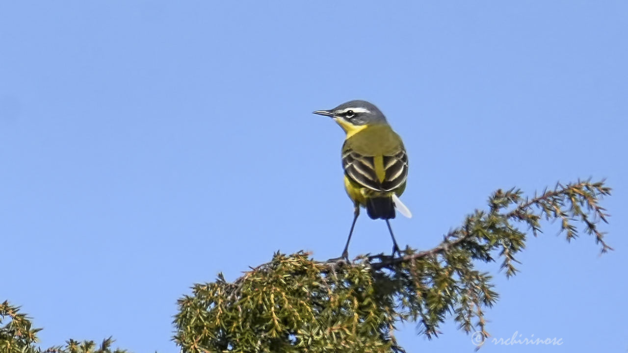 Western yellow wagtail